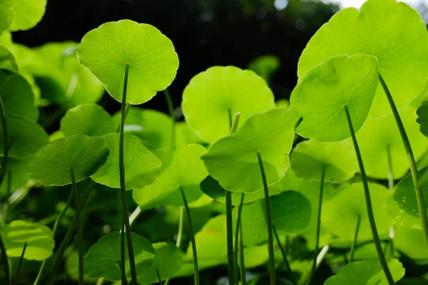 Water Pennywort Plant Leaves Growing Water — Φωτογραφία Αρχείου