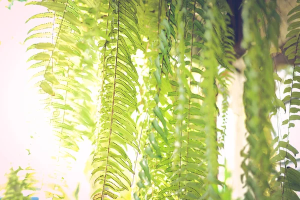 Zöld Páfrány Levelek Növény Díszítő Kertben — Stock Fotó