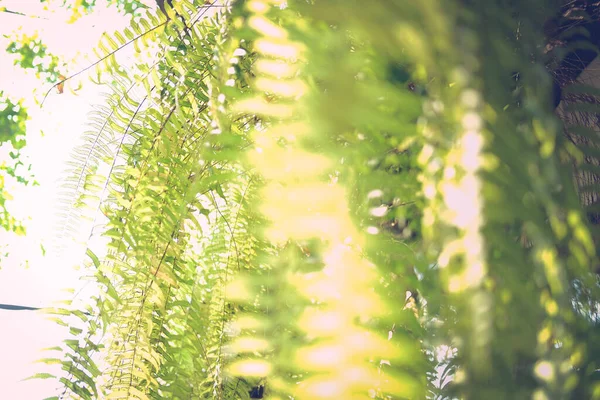 Зелене Листя Папороті Рослина Прикрашає Саду — стокове фото