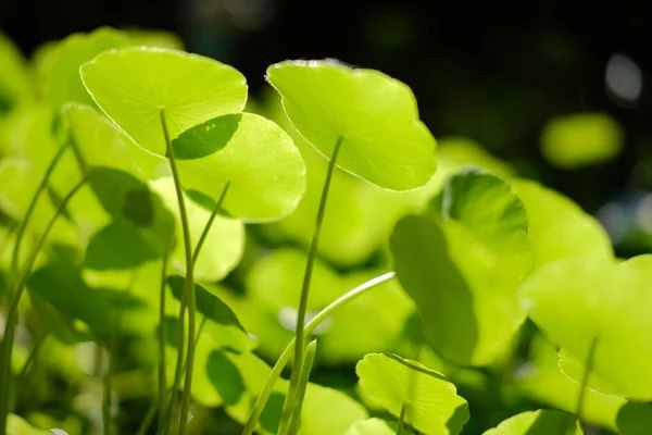 Water Pennywort Plant Leaves Growing Water — Φωτογραφία Αρχείου