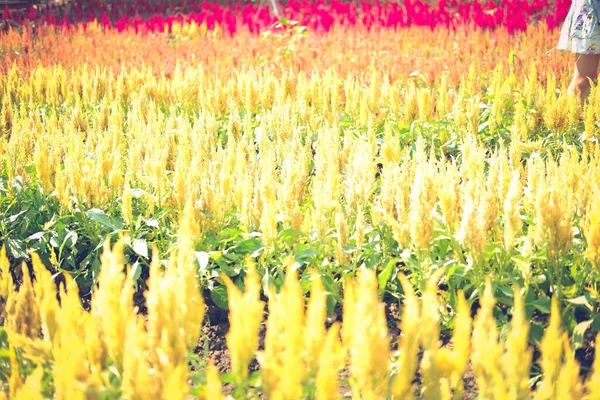 Blühende Celosia Gefiederte Hahnenkamm Blume Flora Feld — Stockfoto