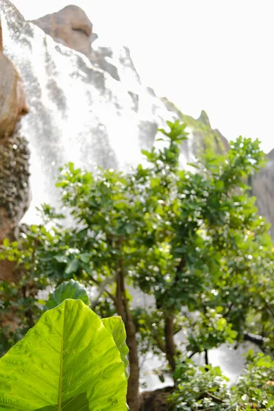 Zöld Levelek Lombozat Növény Díszítő Vízesés Közelében Kerti Park — Stock Fotó