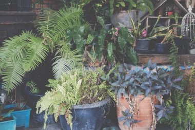 yeşil yapraklı bitkiler evde dekore ediliyor.