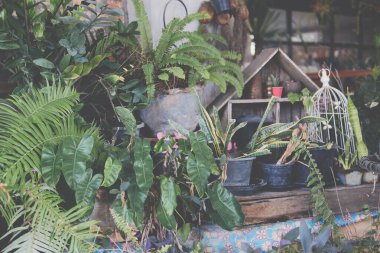 yeşil yapraklı bitkiler evde dekore ediliyor.