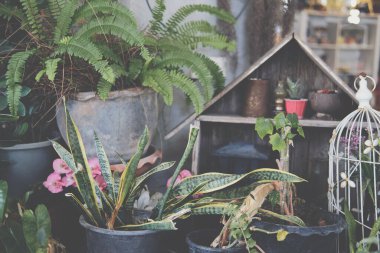 yeşil yapraklı bitkiler evde dekore ediliyor.