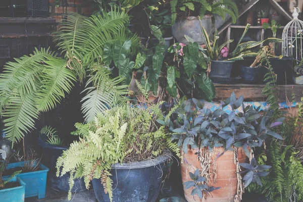 yeşil yapraklı bitkiler evde dekore ediliyor.