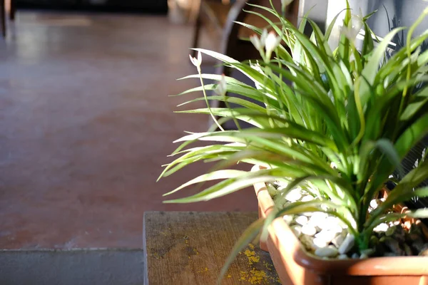 Zielone Liście Roślin Garnku Dekorowanie Salonie Domu — Zdjęcie stockowe