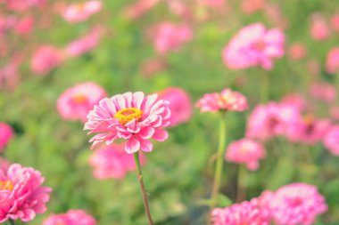 Bitki tarlasında pembe zinnia çiçeği