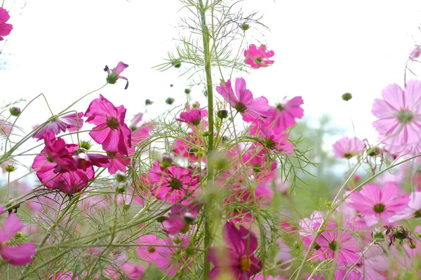 植物の草原のピンクコスモスの花 — ストック写真