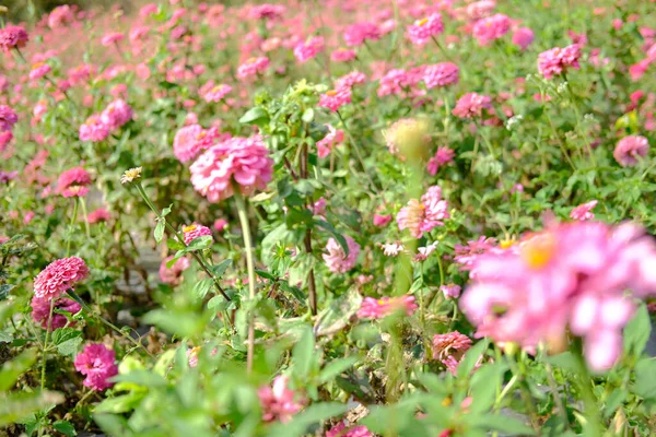 Розовый Цветок Циннии Лугу Флоры — стоковое фото