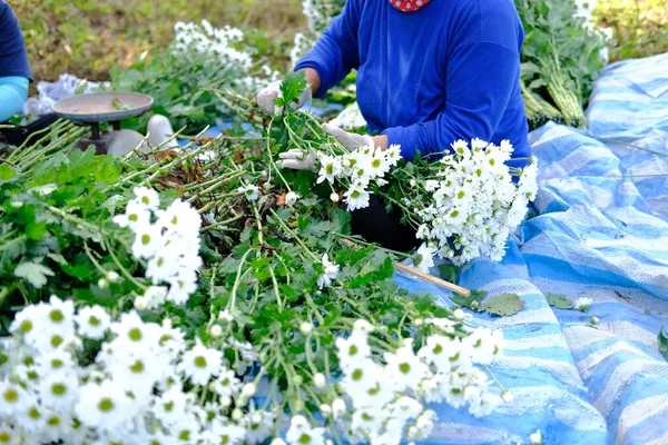 农妇摆弄菊花出售 鲜花递送业务 — 图库照片