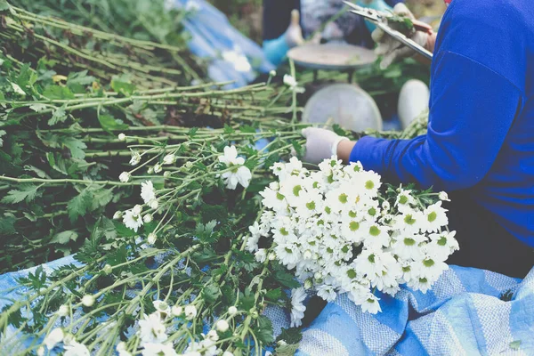 Agricultora Arreglando Flor Crisantemo Para Venta Negocio Entrega Flores — Foto de Stock
