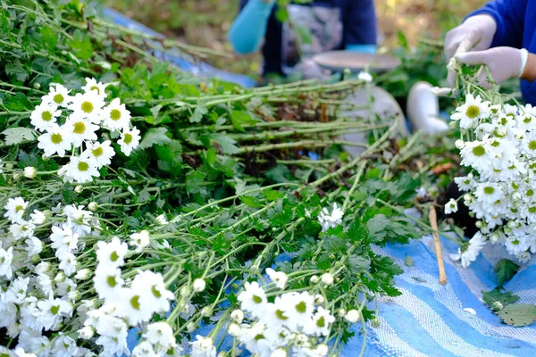 农妇摆弄菊花出售 鲜花递送业务 — 图库照片