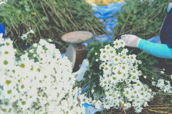 Agricultora Arreglando Flor Crisantemo Para Venta Negocio Entrega Flores — Foto de Stock