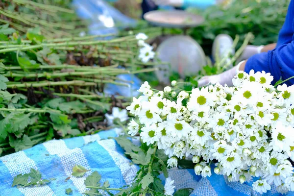 农妇摆弄菊花出售 鲜花递送业务 — 图库照片