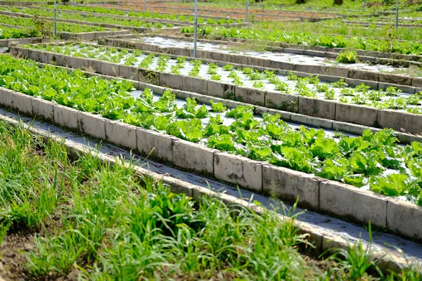 Frillice Iceberg lettuce vegetable plant growing in garden farm