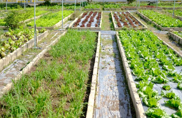 庭の農場で栽培されているフリルアイスバーグレタス野菜植物 — ストック写真