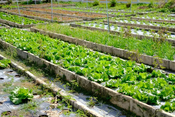 庭の農場で栽培されているフリルアイスバーグレタス野菜植物 — ストック写真