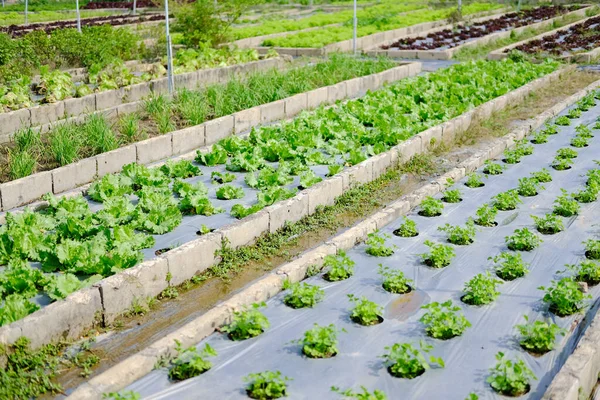 Frillice Iceberg Lechuga Vegetal Que Crece Granja Jardín —  Fotos de Stock