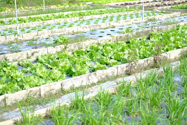 Φυλλίς Παγόβουνο Μαρούλι Φυτικό Φυτό Που Καλλιεργείται Αγρόκτημα Κήπο — Φωτογραφία Αρχείου