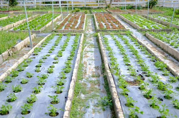 庭の農場で栽培されているセロリの植物 — ストック写真