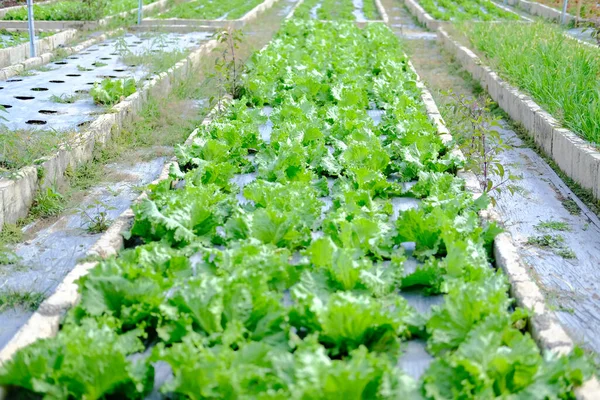 Frillice Iceberg Laitue Légume Cultivant Dans Ferme Jardin — Photo