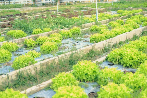 Lechuga Roble Verde Planta Vegetal Que Crece Granja Jardín —  Fotos de Stock