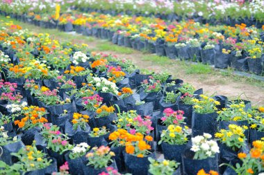 Flora çiftliğinde yetişen renkli zinnia çiçeği. Çiçek ekimi