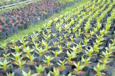 Celosia saksı tarağı çiçeğini bitki çiftliğinde yetiştirdi. Çiçek ekimi