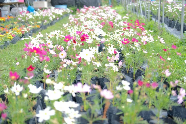 Cosmos Flower Growing Flora Farm Выращивание Цветов — стоковое фото