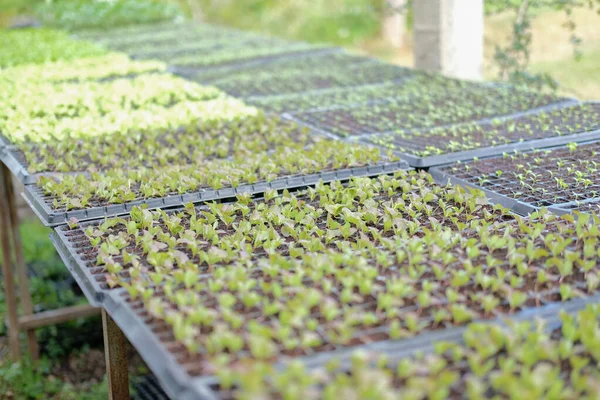 Les Plants Pousses Légumes Qui Poussent Pépinière Serre Ferme — Photo