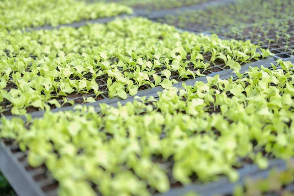 Les Plants Pousses Légumes Qui Poussent Pépinière Serre Ferme — Photo