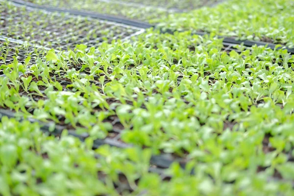 農場の保育園温室で栽培されている野菜の芽の苗 — ストック写真