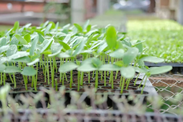 Les Plants Pousses Légumes Qui Poussent Pépinière Serre Ferme — Photo