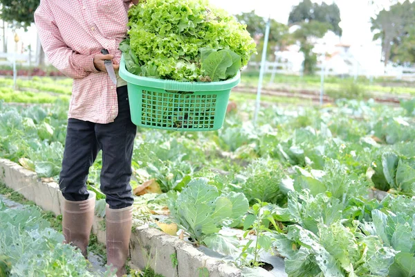 Farmer Hand Holding Basket Fresh Lettuce Vegetable Harvesting Farm — Stock Photo, Image