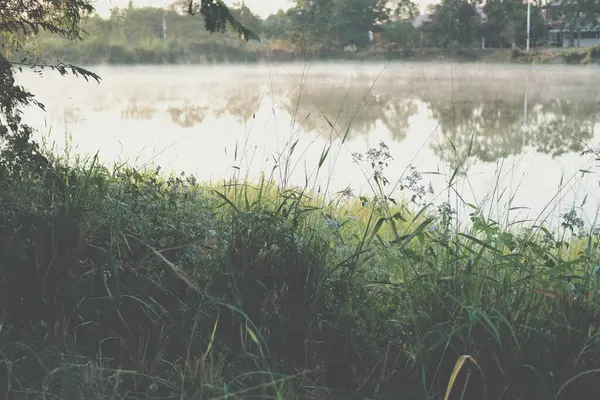Трава Туманом Болотном Озере Туманное Туманное Утро — стоковое фото