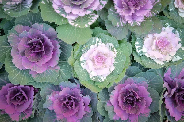 Ornamental Cabbages Decorating Garden Decorative Cabbage Plant Brassica Oleracea — Stock Photo, Image