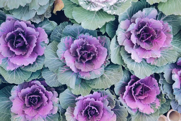 Ornamental Cabbages Decorating Garden Decorative Cabbage Plant Brassica Oleracea — Stock Photo, Image