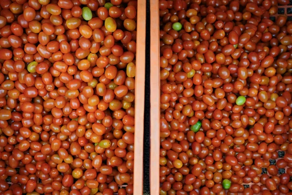 Tomates Rojos Frescos Cesta Plástico Cosecha Tomate Explotación — Foto de Stock