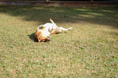 Kahverengi köpek dışarıda dinleniyor.