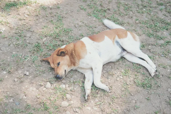 茶色い犬はリラックスした屋外に横たわって休んで — ストック写真