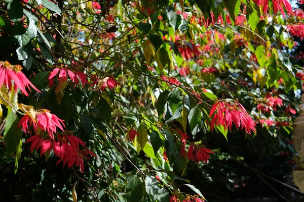 Czerwony Poinsettia Boże Narodzenie Kwiat Roślin Drzewa Rośnie Ogrodzie Parku — Zdjęcie stockowe