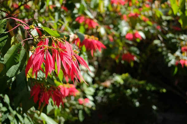 Poinsettia Rossa Albero Fiori Natale Che Cresce Nel Parco Del — Foto Stock