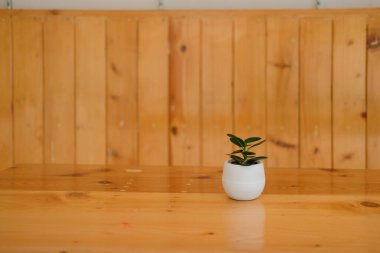 yeşil yapraklar cam tencerede dekorasyon evde oturma odasında