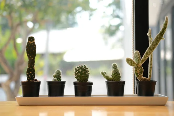 Plante Succulente Cactus Poussant Pot Décoration Cactus Sur Table Près — Photo