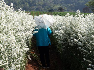 Asyalı yaşlı yaşlı kadın yaşlı kadın çiçek bahçesinde dinleniyor. son sınıf eğlence yaşam tarzı