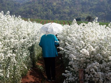 Asyalı yaşlı yaşlı kadın yaşlı kadın çiçek bahçesinde dinleniyor. son sınıf eğlence yaşam tarzı