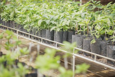 Çocuk odasında avokado tozu ekilmiş meyve ağacı nakli. avokado üretimi