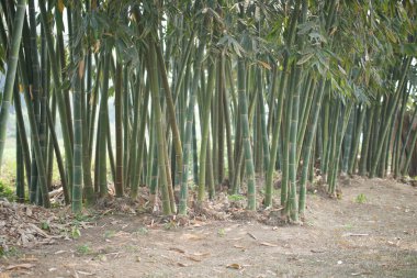 Bahçedeki orman parkında yemyeşil Tayvan bambusu