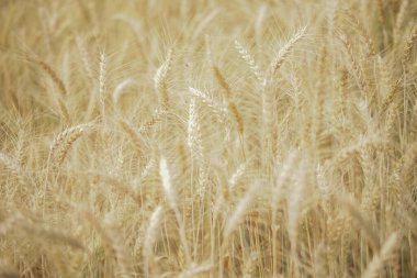 tarlalardaki çeltik tarlasında yetişen sarı buğday arpası pirinci
